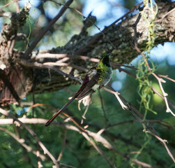 aves al natural © Juanif16