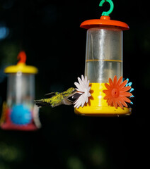 aves al natural © Juanif16