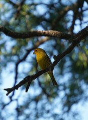 aves al natural