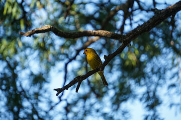 aves al natural