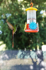 aves al natural © Juanif16