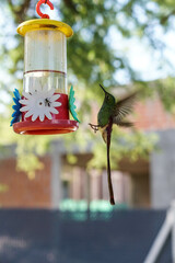 aves al natural © Juanif16