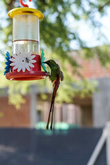 aves al natural © Juanif16