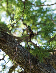 aves al natural