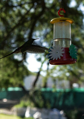 aves al natural © Juanif16