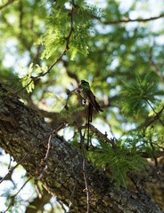aves al natural © Juanif16