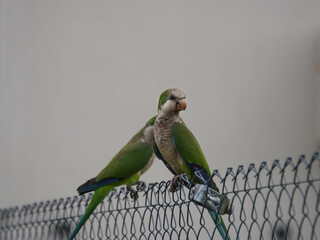 aves al natural © Juanif16