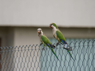 aves al natural © Juanif16