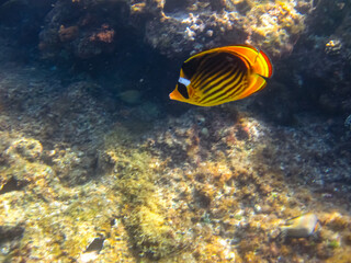 Chaetodon fasciatus or Diagonal butterflyfish in the expanses of the coral reef of the Red Sea