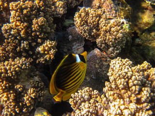 Chaetodon fasciatus or Diagonal butterflyfish in the expanses of the coral reef of the Red Sea