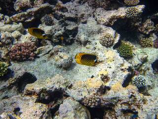Chaetodon fasciatus or Diagonal butterflyfish in the expanses of the coral reef of the Red Sea