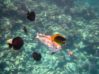 Chaetodon fasciatus or Diagonal butterflyfish in the expanses of the coral reef of the Red Sea