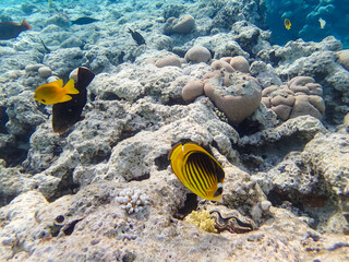 Chaetodon fasciatus or Diagonal butterflyfish in the expanses of the coral reef of the Red Sea