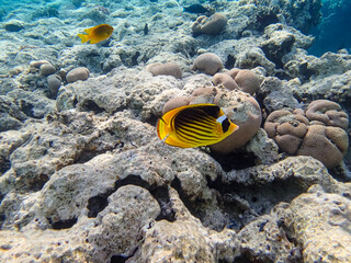 Chaetodon fasciatus or Diagonal butterflyfish in the expanses of the coral reef of the Red Sea