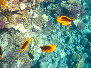 Naklejka na ściany i meble Chaetodon fasciatus or Diagonal butterflyfish in the expanses of the coral reef of the Red Sea