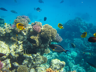 Chaetodon fasciatus or Diagonal butterflyfish in the expanses of the coral reef of the Red Sea