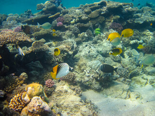 Naklejka na ściany i meble Chaetodon fasciatus or Diagonal butterflyfish in the expanses of the coral reef of the Red Sea