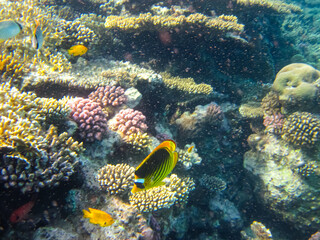 Chaetodon fasciatus or Diagonal butterflyfish in the expanses of the coral reef of the Red Sea