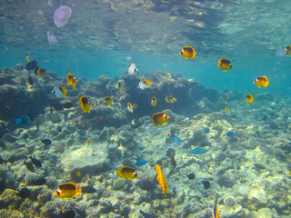 Fototapeta na wymiar Chaetodon fasciatus or Diagonal butterflyfish in the expanses of the coral reef of the Red Sea