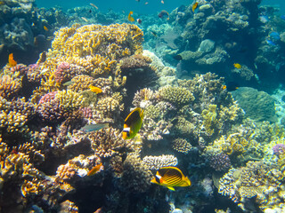 Chaetodon fasciatus or Diagonal butterflyfish in the expanses of the coral reef of the Red Sea