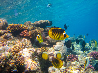 Obraz na płótnie Canvas Chaetodon fasciatus or Diagonal butterflyfish in the expanses of the coral reef of the Red Sea