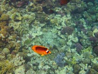 Chaetodon fasciatus or Diagonal butterflyfish in the expanses of the coral reef of the Red Sea