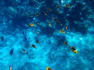Fototapeta na wymiar Chaetodon fasciatus or Diagonal butterflyfish in the expanses of the coral reef of the Red Sea
