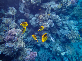 Chaetodon fasciatus or Diagonal butterflyfish in the expanses of the coral reef of the Red Sea