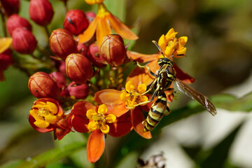 A common paper wasp wrestles on milkweed plant
