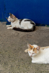 Naklejka na ściany i meble Two cats sitting on the floor resting.
