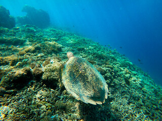 A sea turtle from the coral reef near Gili Meno, Indonesia
