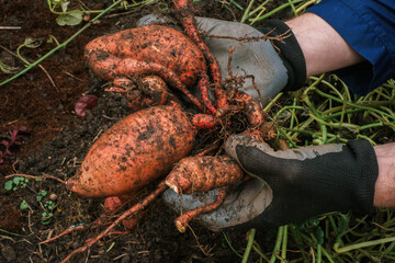 Sweet potato tubers in the ground in hands. Vegetable tubers in the ground.Healthy farm fresh...