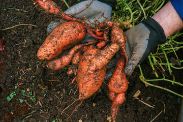 Sweet potato harvest in the hands of a farmer. Digging sweet potatoes from the ground in the...