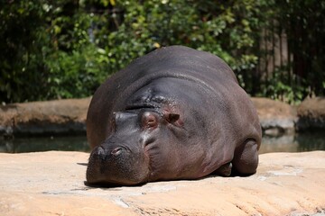 うつ伏せで寝る大きなカバ