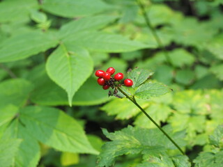 Red berries growing in nature