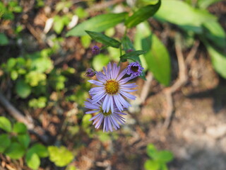Fototapeta premium Small purple flower blooming in the shade