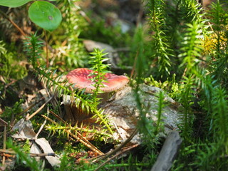 Small red mushroom hiding in nature