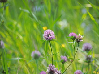 Small purple flowers growing in the daytime