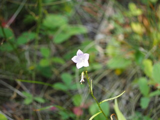 Small star shaped flower in nature
