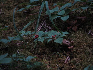 Obraz premium Small red berries in nature