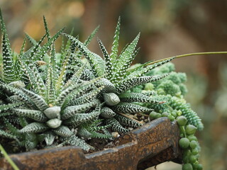 Green succulents growing in a pot