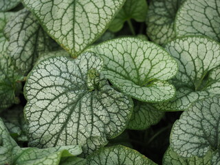Green healthy leaves in nature