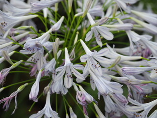 Obraz premium Purple flowers blooming in a bunch