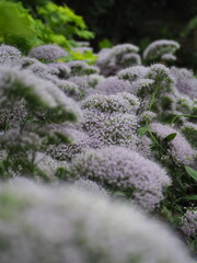 Purple flowers growing in a bush