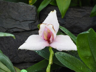 Pink triangular flower with large petals
