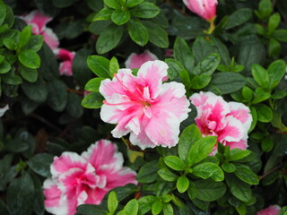 Pink and white flowers blooming