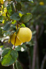 Golden ripe quince grows on a branch among green foliage