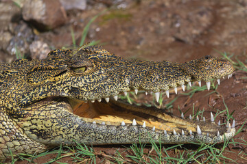 Portrait of  nile crocodile - Crocodylus niloticus with open mouth with ground in background and dragonfly on head. Photo from Chobe National Park in Botswana.