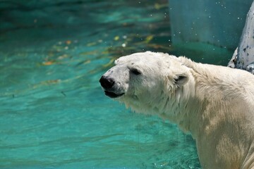 水が滴る濡れたホッキョクグマ