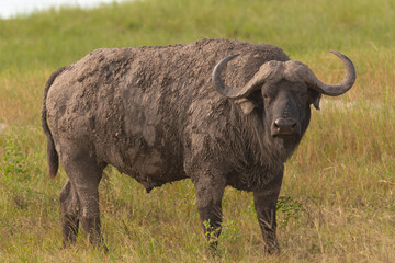 African buffalo - Syncerus caffer also called Cape buffalo with green grass in background. Photo...